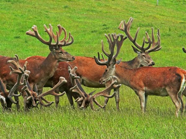 Today Kawarau River Station is a profitable working farm running deer.